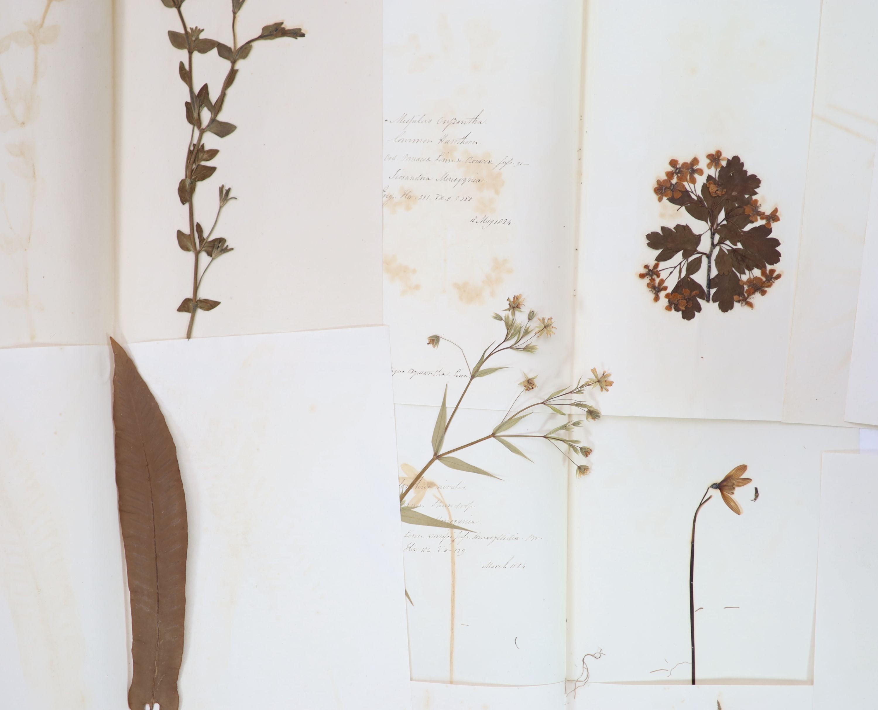 A folio of early 19th century dried botanical specimens on paper, Largest 47 cm X 28 cm (89 specimens)